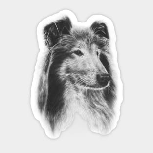 Rough Collie Dog Sticker